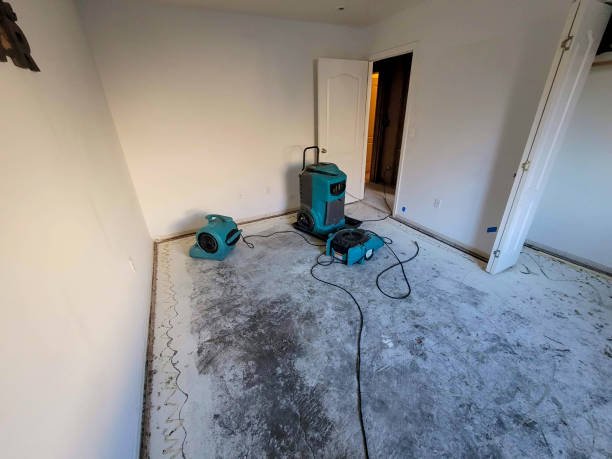 Best Mold removal after water damage  in Mayo, MD